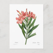 Carte Postale Oleander (Devant)