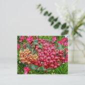 Carte Postale Oleander Blossoms & Berries Coordonnées (Debout devant)