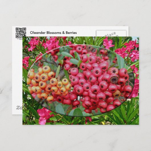 Carte Postale Oleander Blossoms & Berries Coordonnées (Devant / Derrière)