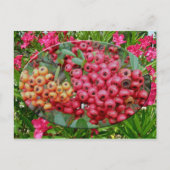 Carte Postale Oleander Blossoms & Berries Coordonnées (Devant)