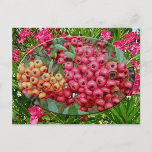 Carte Postale Oleander Blossoms & Berries Coordonnées (Devant)