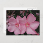 Carte Postale Oleander rose (Devant / Derrière)
