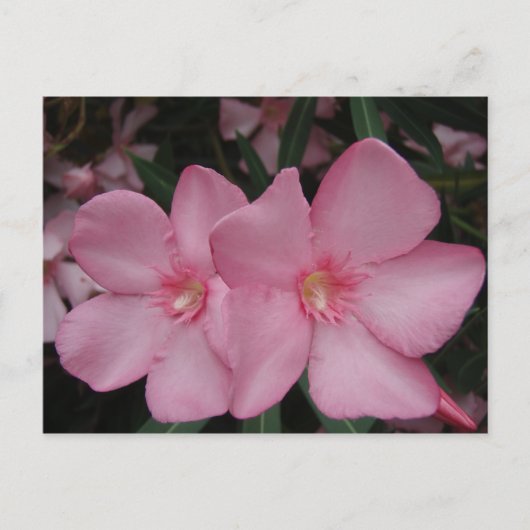 Carte Postale Oleander rose (Devant)