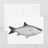 Carte Postale Olive Barb (Devant / Derrière)