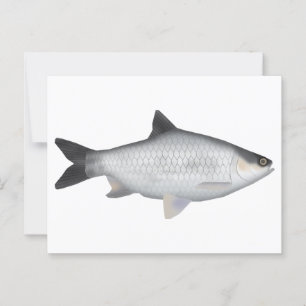 Carte Postale Olive Barb