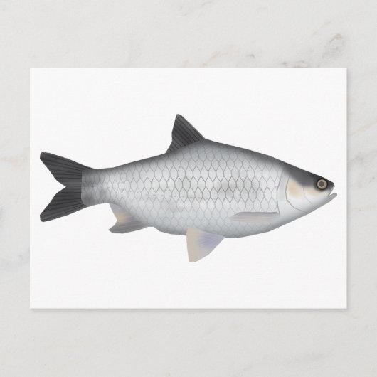 Carte Postale Olive Barb (Devant)