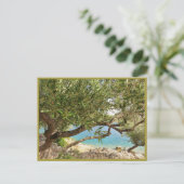 Carte Postale Olive de la mer Méditerranée (Debout devant)