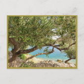 Carte Postale Olive de la mer Méditerranée (Devant)