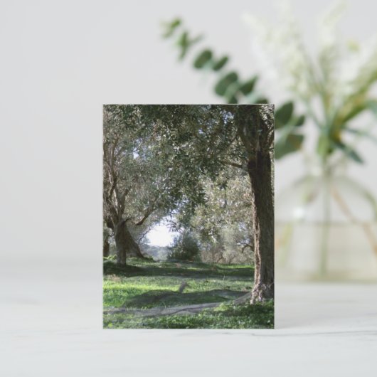 Carte postale Olive Grove (Debout devant)