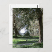 Carte postale Olive Grove (Devant / Derrière)