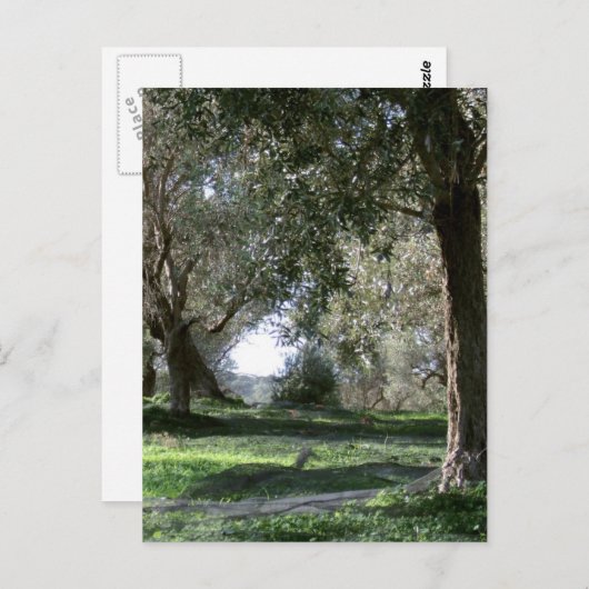 Carte postale Olive Grove (Devant / Derrière)