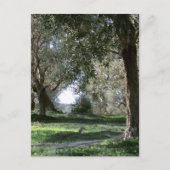 Carte postale Olive Grove (Devant)