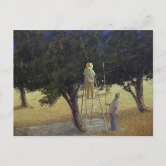 Carte Postale Olive Pickers 1985 (Devant)