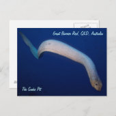 Carte postale Olive Sea Snake (Devant / Derrière)