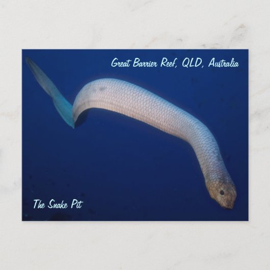 Carte postale Olive Sea Snake (Devant)