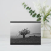 Carte Postale Olive Tree (carte postale) (Debout devant)