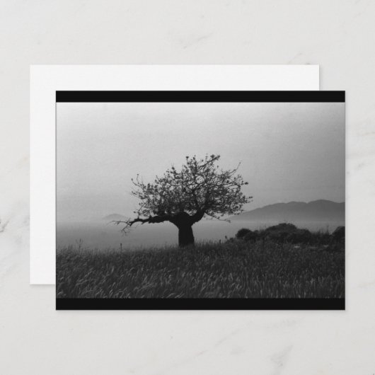 Carte Postale Olive Tree (carte postale) (Devant / Derrière)