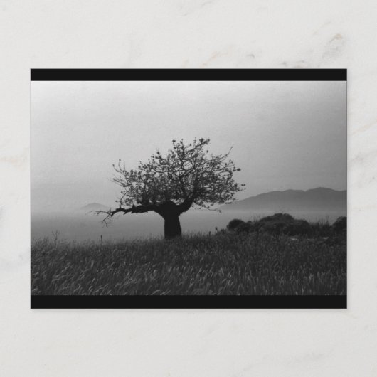 Carte Postale Olive Tree (carte postale) (Devant)