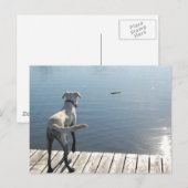 Carte Postale Oliver le Golden Lab (Devant / Derrière)