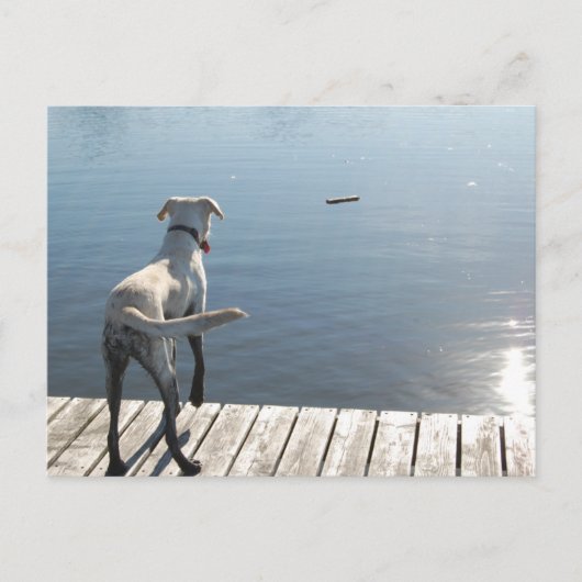Carte Postale Oliver le Golden Lab (Devant)