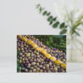 Carte Postale Olives exposées au marché (Debout devant)