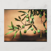 Carte Postale Olives vertes sur une branche (Devant)