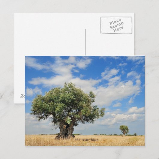 Carte Postale Olivier (Devant / Derrière)