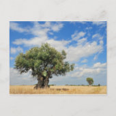 Carte Postale Olivier (Devant)