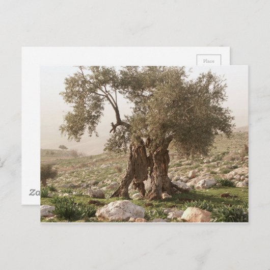 Carte Postale olivier ancien du nord de la jordanie (Devant / Derrière)