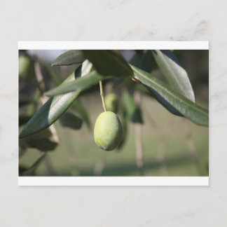 Carte Postale Olivier en Italie