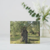 Carte Postale Olivier sur l'île grecque de Thassos (Debout devant)