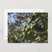 Carte Postale Oliviers (Devant / Derrière)