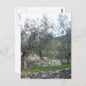 Carte Postale Oliviers anciens (Devant / Derrière)