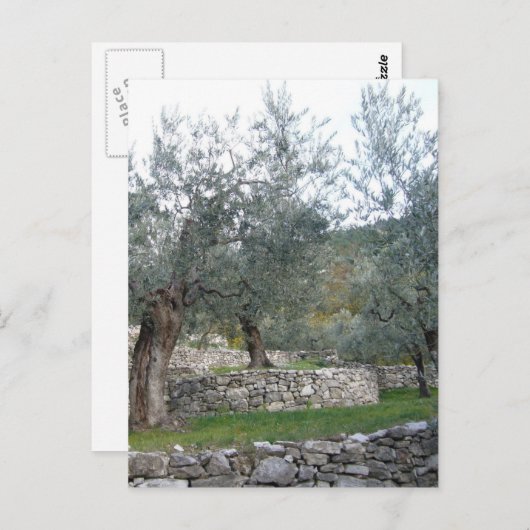 Carte Postale Oliviers anciens (Devant / Derrière)