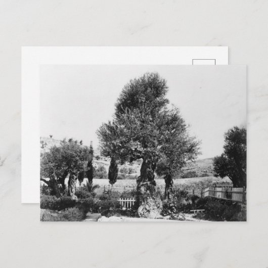 Carte Postale Oliviers anciens dans le Jardin de Gethsémani (Devant / Derrière)