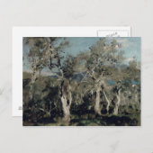 Carte Postale Oliviers, Corfou, 1912 (Devant / Derrière)