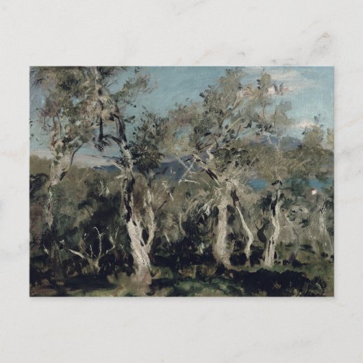 Carte Postale Oliviers, Corfou, 1912 (Devant)