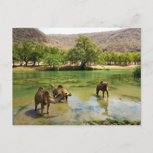 Carte Postale Oman, Wadi Darbat (Devant)
