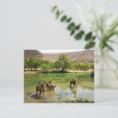 Carte Postale Oman, Wadi Darbat (Debout devant)