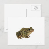 Carte Postale Ombre de grenouille (Devant / Derrière)