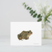 Carte Postale Ombre de grenouille (Debout devant)