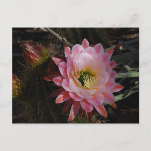 Carte Postale Ombre du matin (Devant)