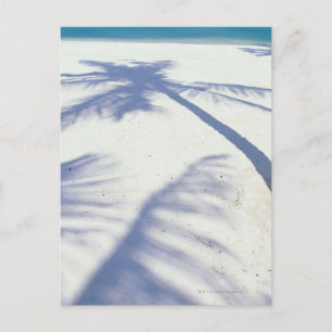 Carte Postale Ombre du palmier 2