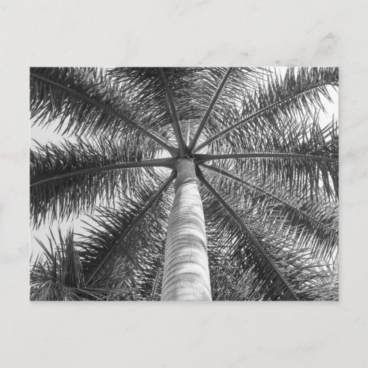 Carte Postale Ombre du palmier mexicain (Devant)