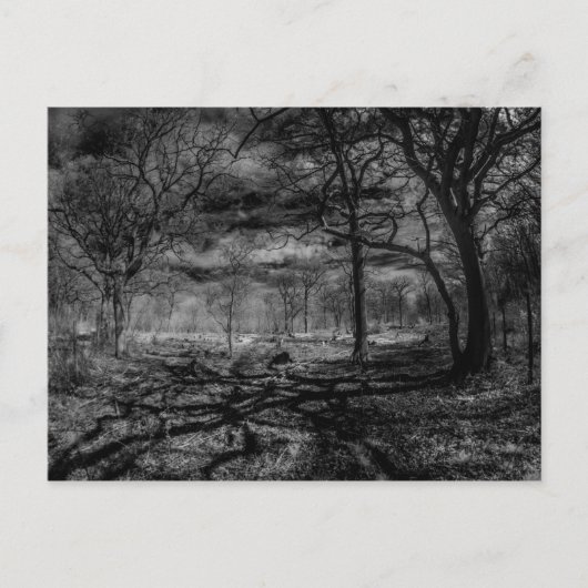 Carte Postale Ombres paysagères infrarouges dans les bois (Devant)