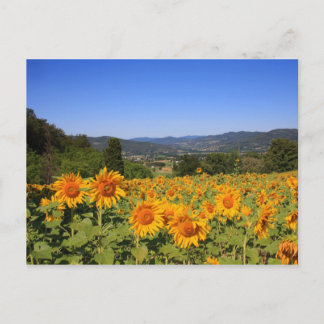 Carte postale Ombrie Campagne