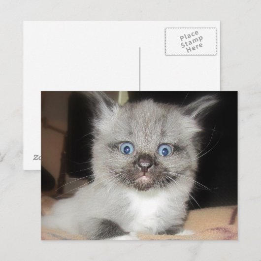 CARTE POSTALE OMG (Devant / Derrière)