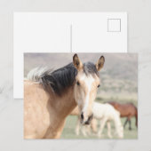 Carte Postale Onaqui Chevaux sauvages (Devant / Derrière)