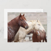 Carte Postale Onaqui Chevaux sauvages (Devant / Derrière)