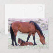 Carte Postale Onaqui Chevaux sauvages (Devant / Derrière)